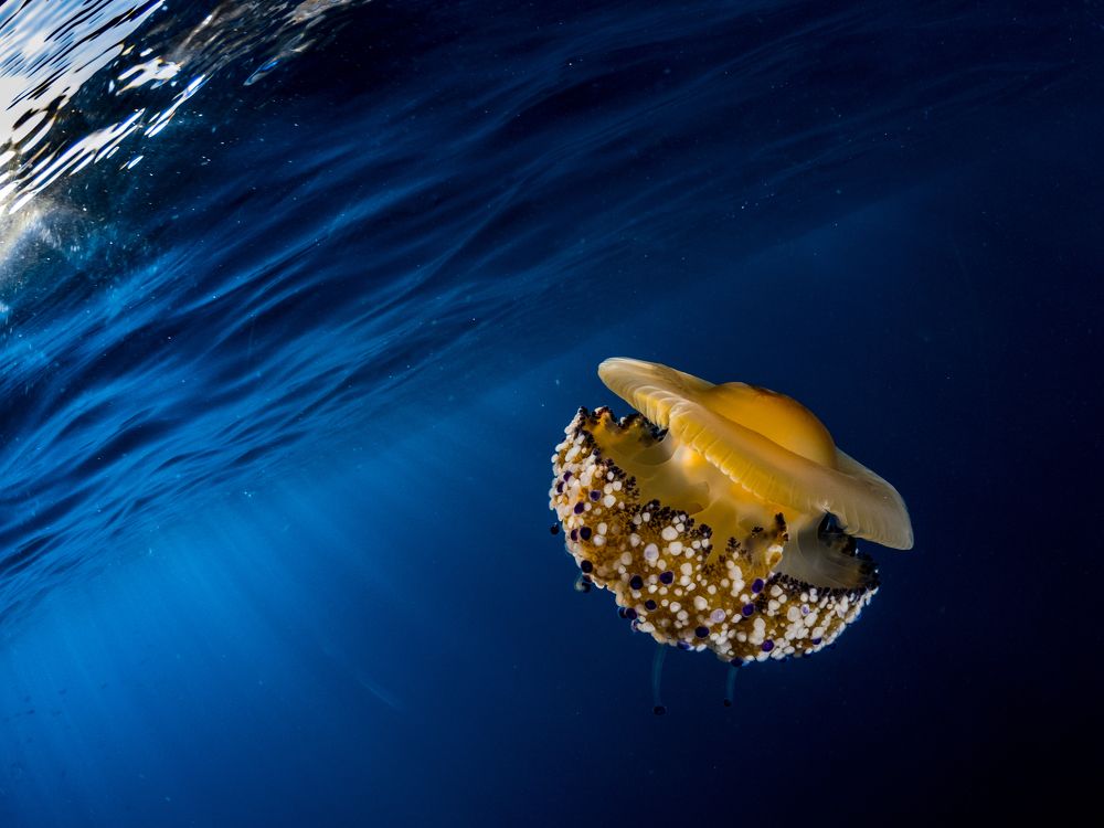 Фотография автора Francisco Sedano