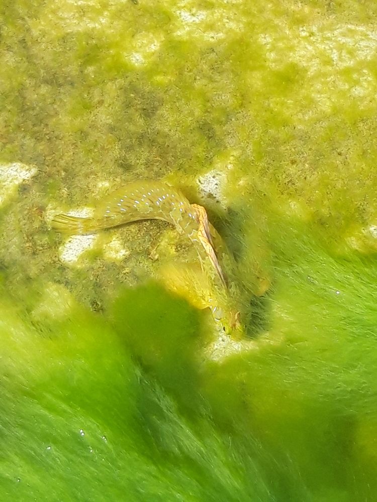 Морской дракончик