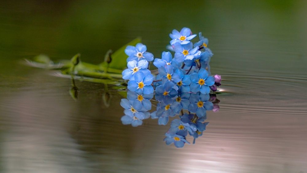 Photograph by Елена Пасажицкая