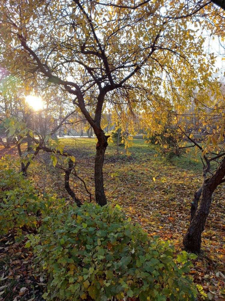 За день до морозов.