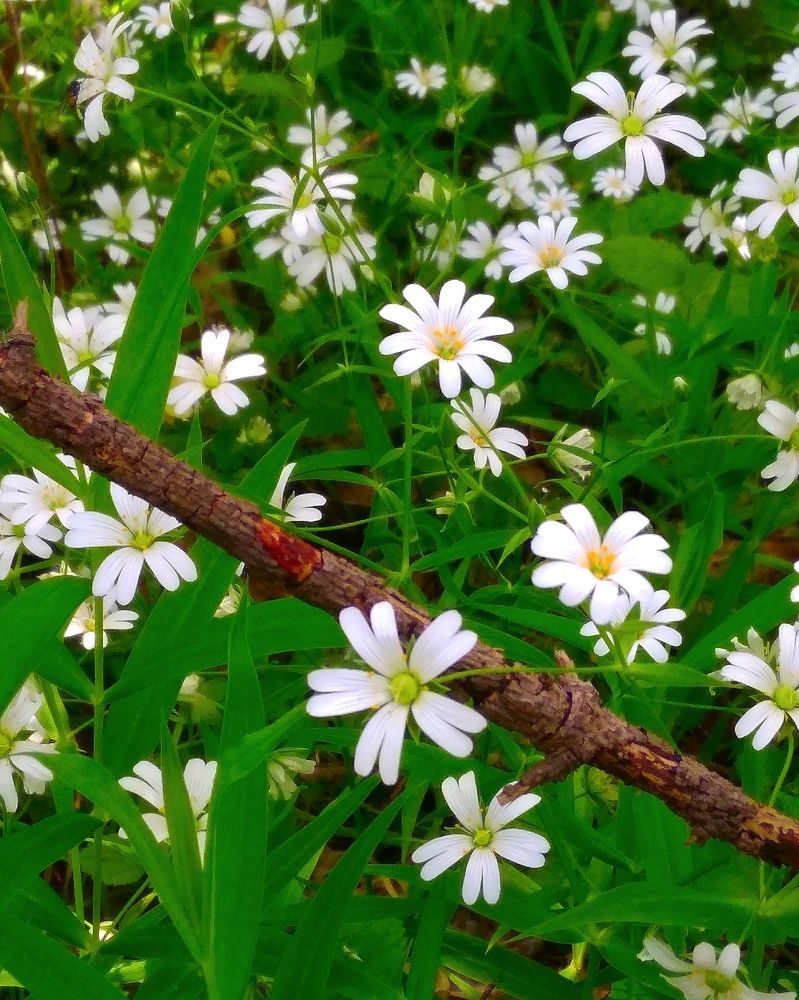 Фотография автора Анжелика Чашинская