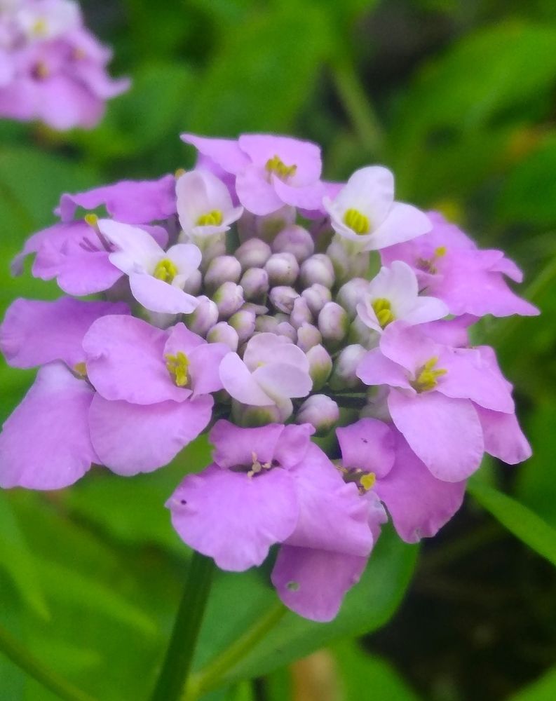 Фотография автора Анжелика Чашинская