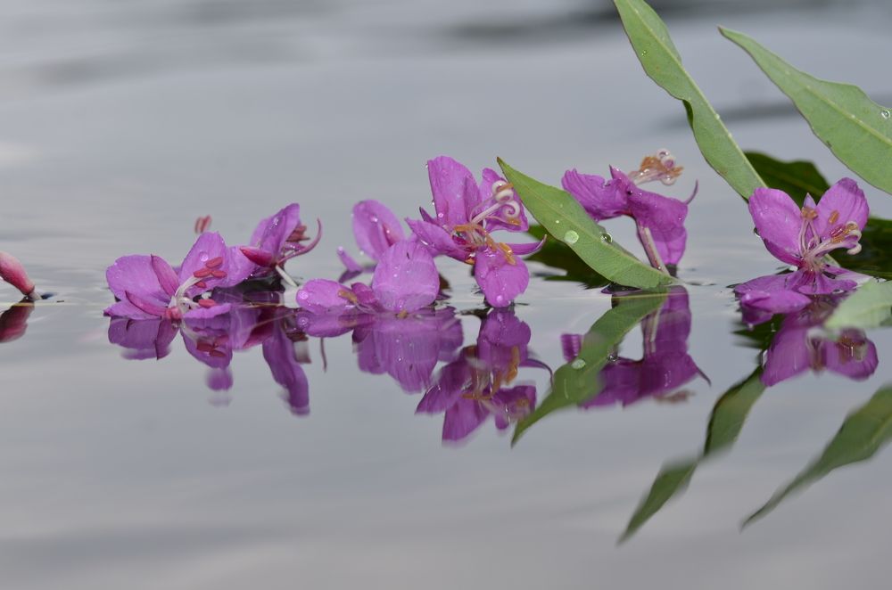 Photograph by Людмила Воропаева