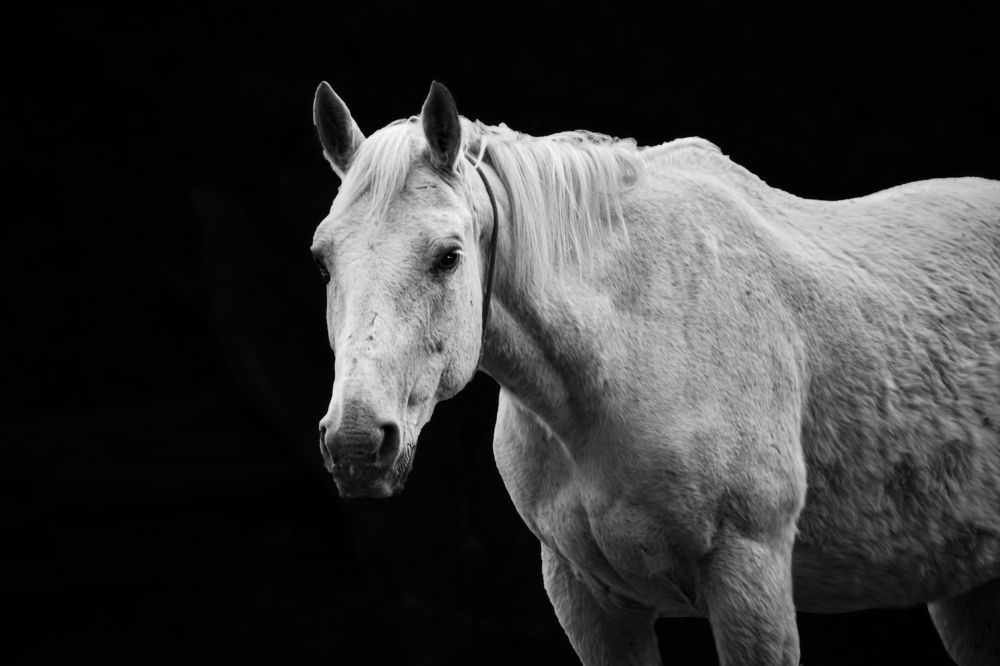 Photograph by Fernandez Castro Marcelo