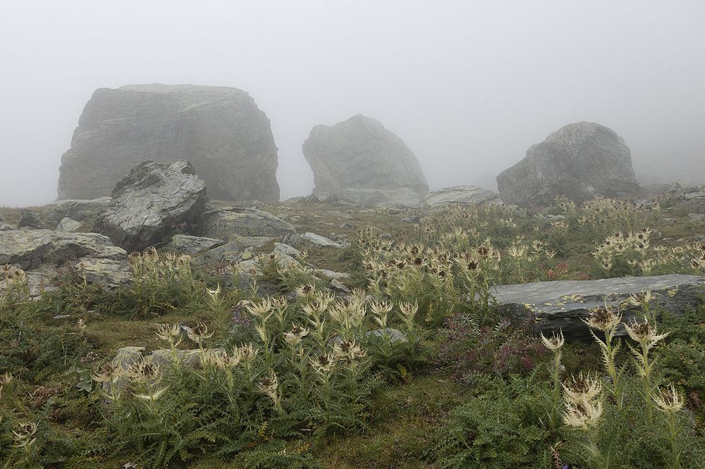 Photograph by Ada Brunazzi