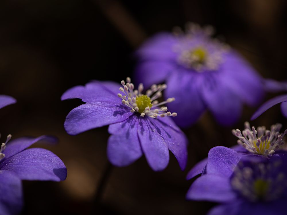 Photograph by Анастасия Бравичева