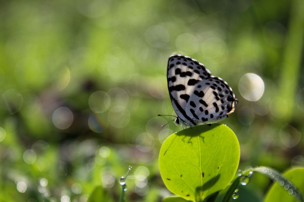 Фотография автора Aniket Layek
