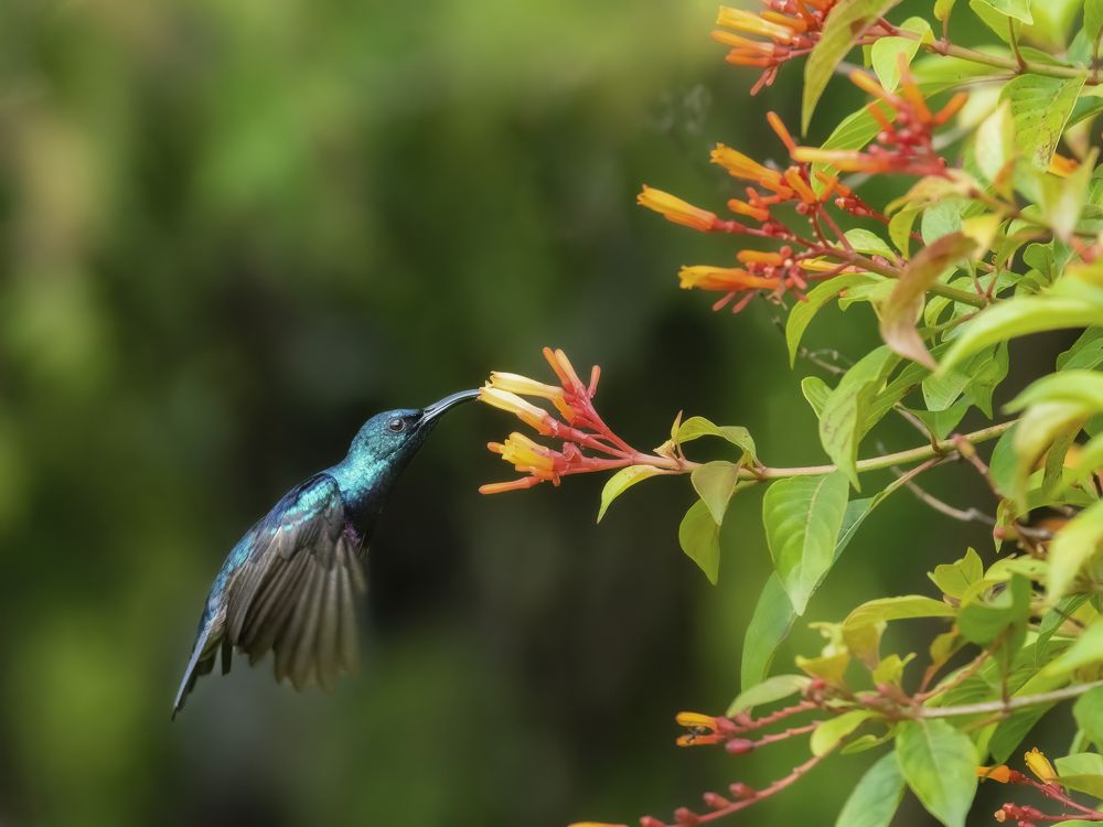 Фотография автора Anandhu M