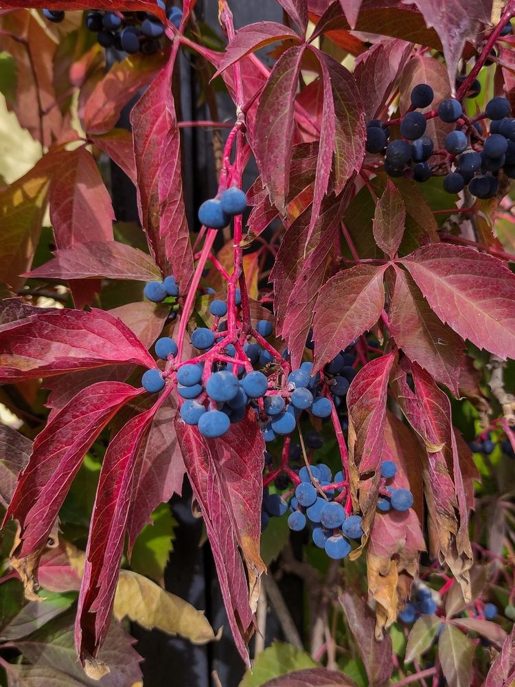 Photograph by Светлана Холодова