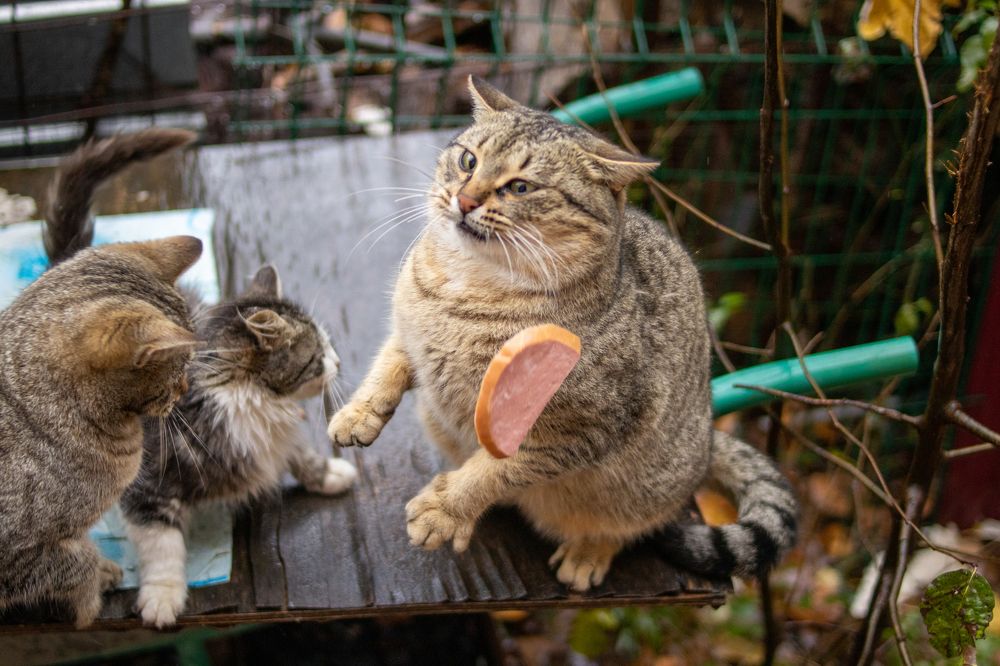 кто рано встаёт, тот, в кота колбасой попадёт.