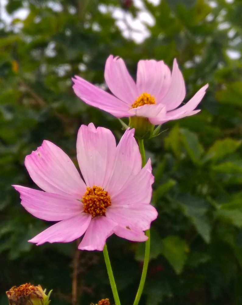 Фотография автора Анжелика Чашинская