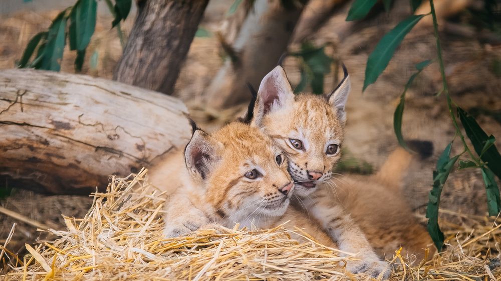 Photograph by Егор Голубкин