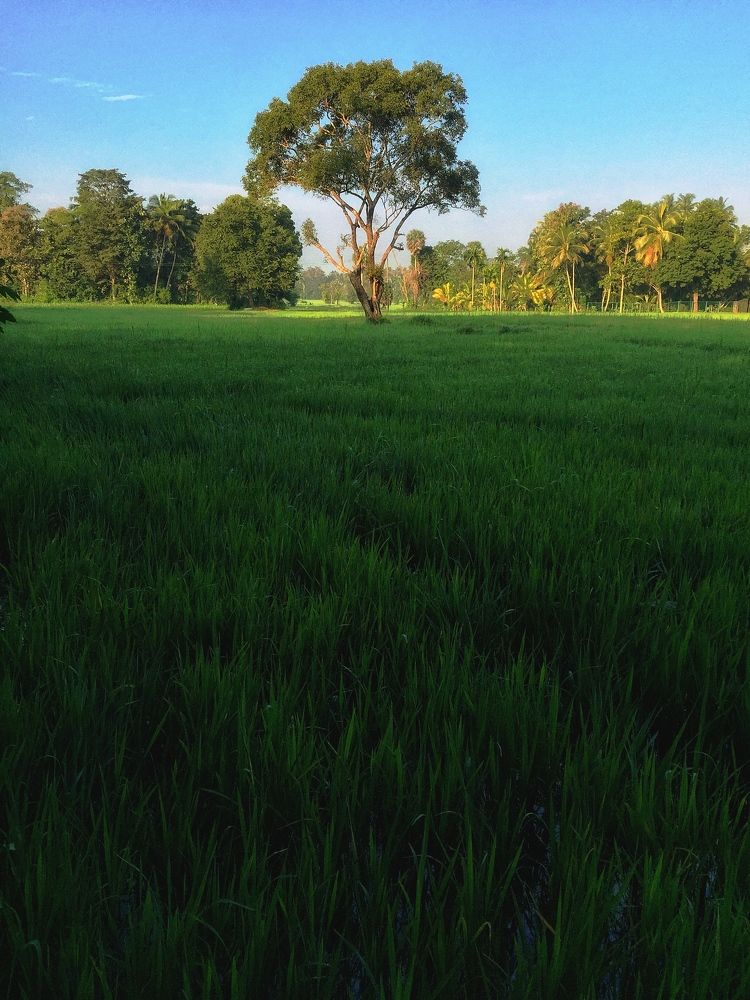 morning paddyscape in srilanka