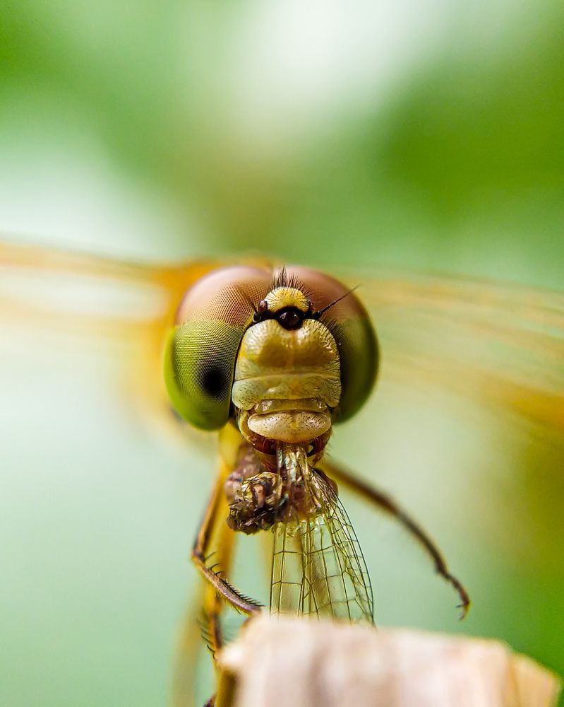 Фотография автора Nasif Ali Mondal