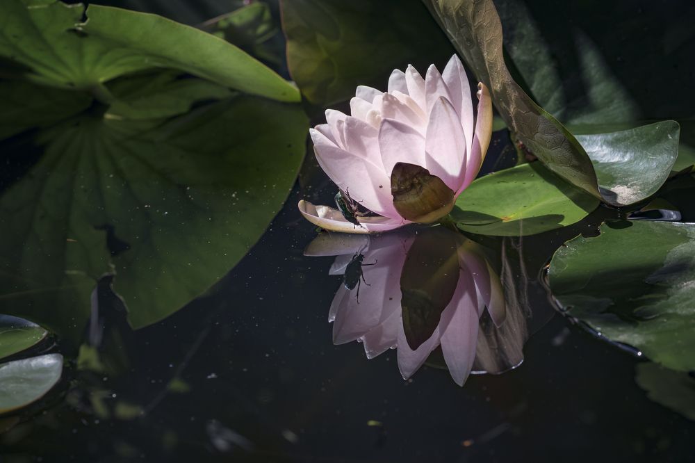 Красавица и чудовище