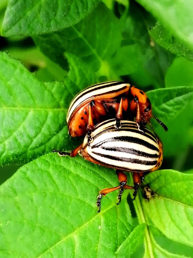 Photograph by Светлана Веселовская