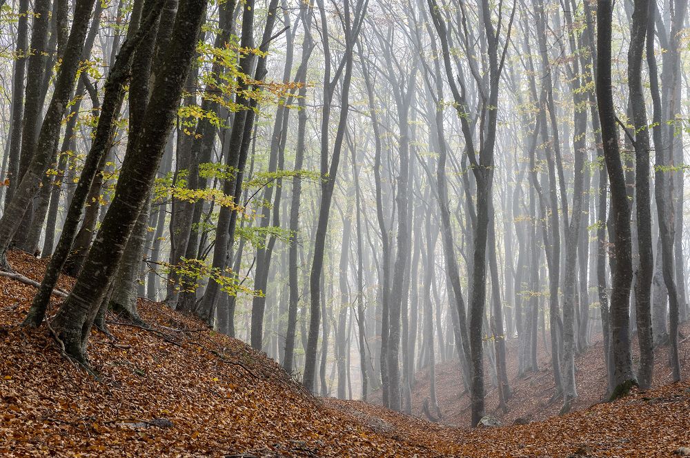 Утро в лесу