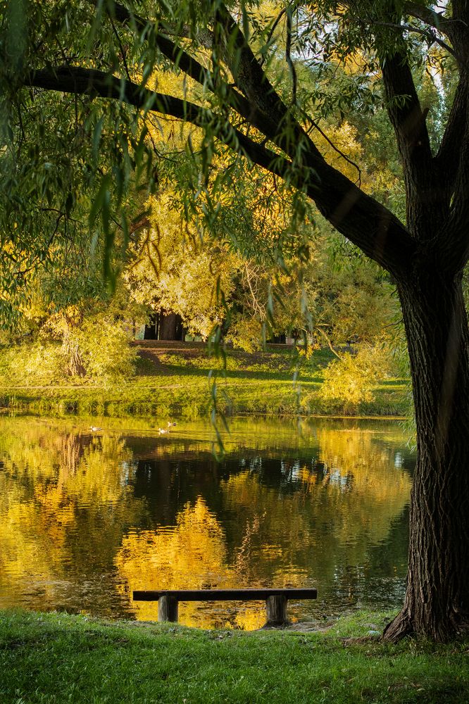 Осень в центральном парке