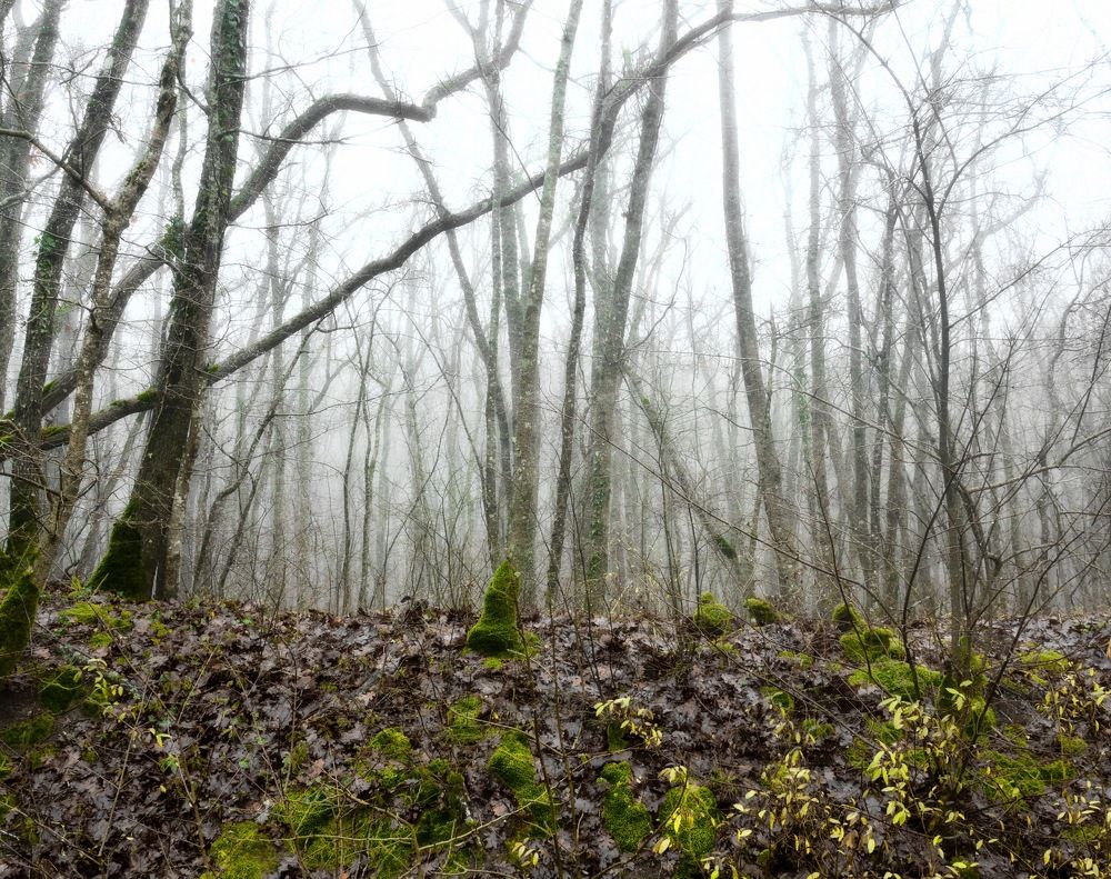 Таинственный лес