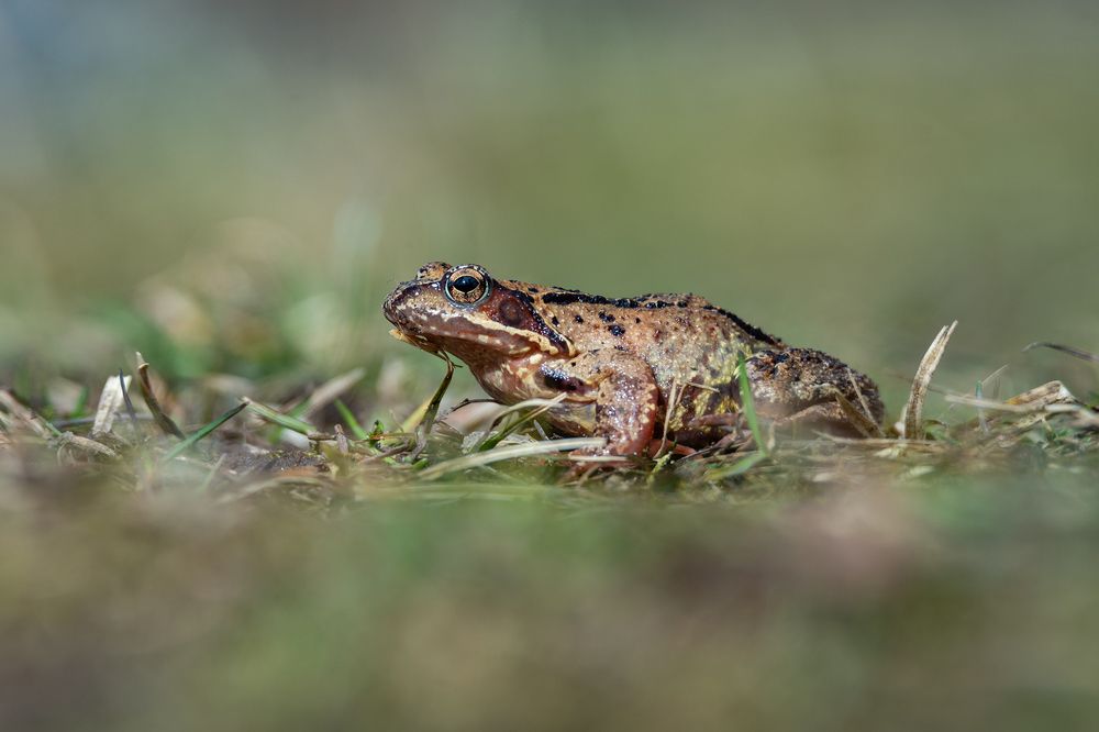 Photograph by Gatis Vilbrants