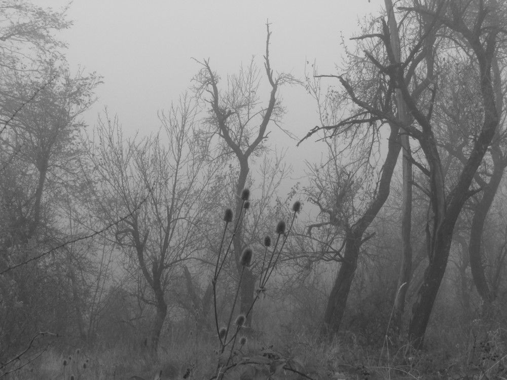 Photograph by Darko Milojevic