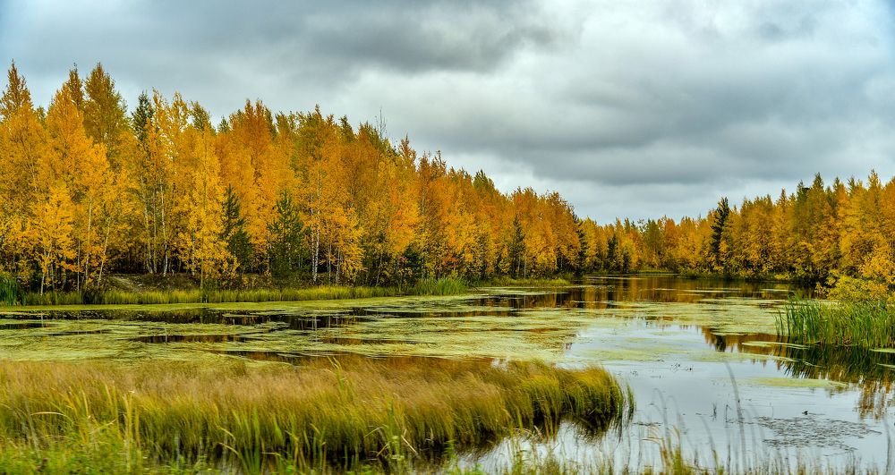 Болота Западной Сибири России