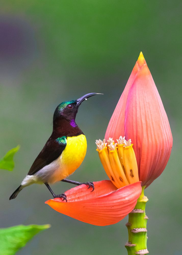 Photograph by Suman Poulick