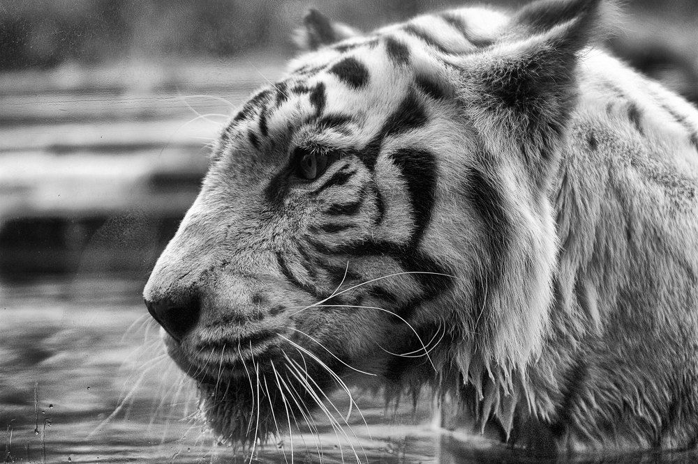 Photograph by Jason Hioe