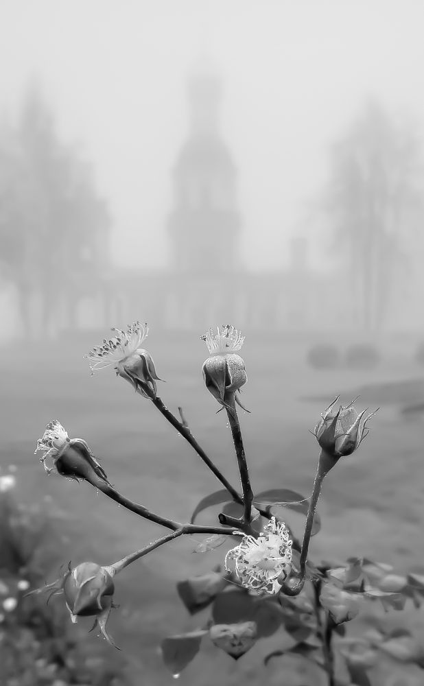 Photograph by Александр Гордиенко