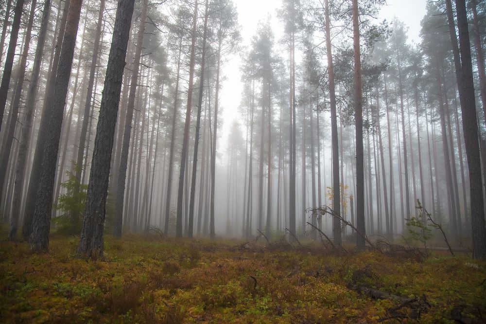 Photograph by Александр Игнатьев