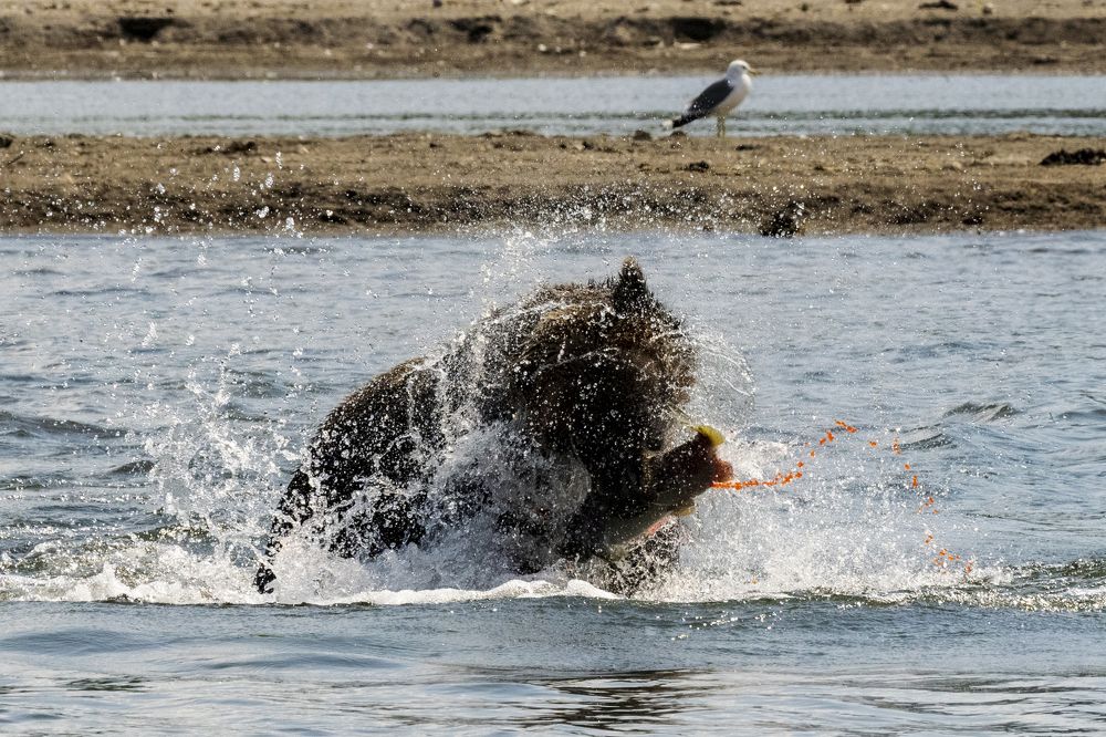 Бурная рыбалка