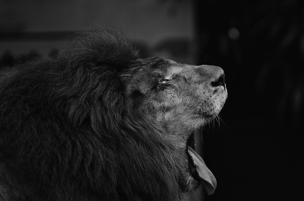 Photograph by Jason Hioe