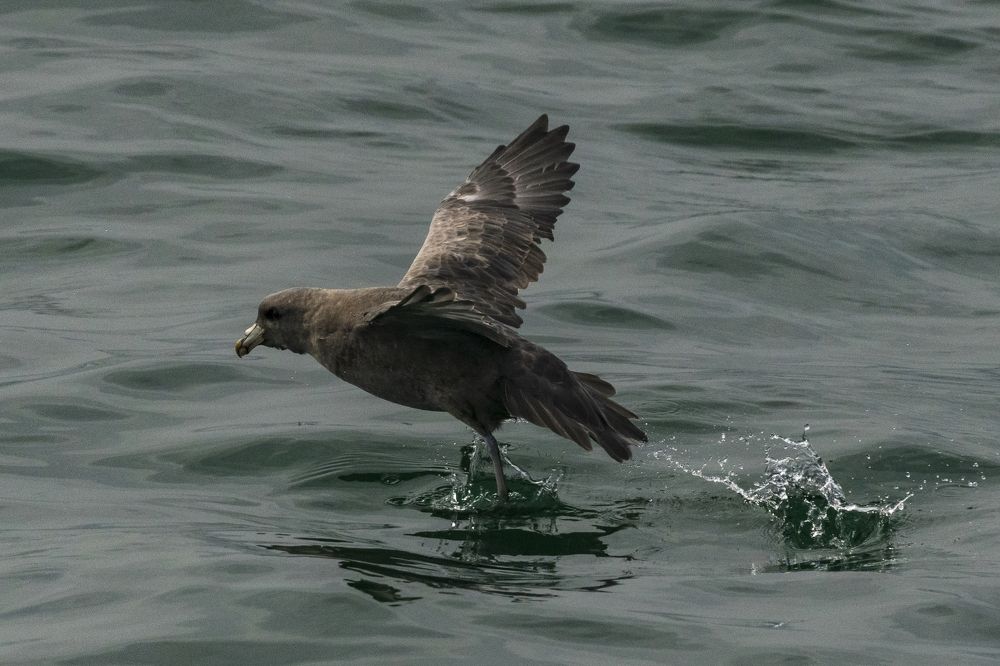 Танец на воде