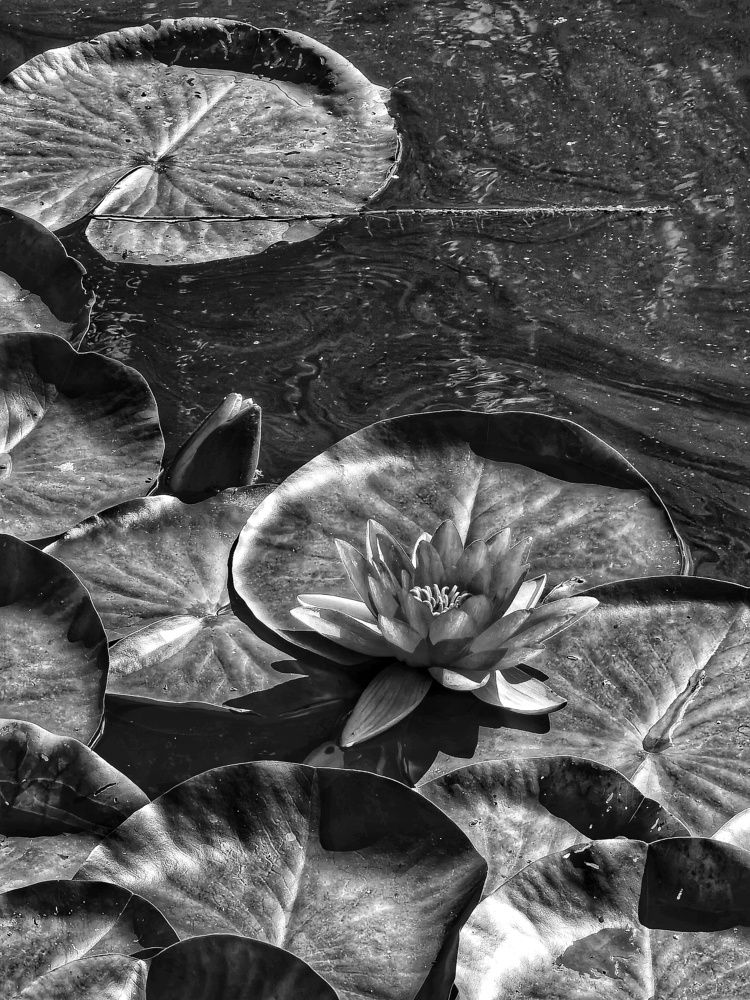 Photograph by Ольга