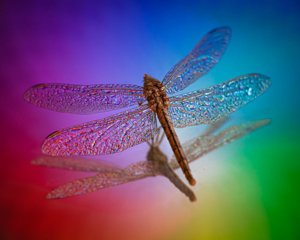 Photograph by iman hafezkhan