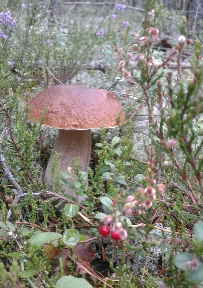 Photograph by Евгений Савулькин