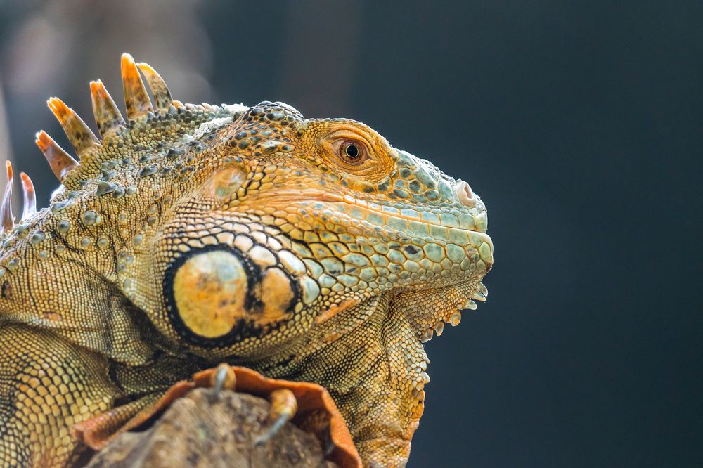 Фотография автора Patricia Machado