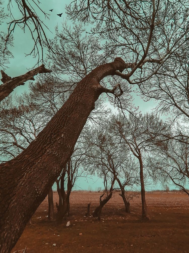 Фотография автора morteza solgi