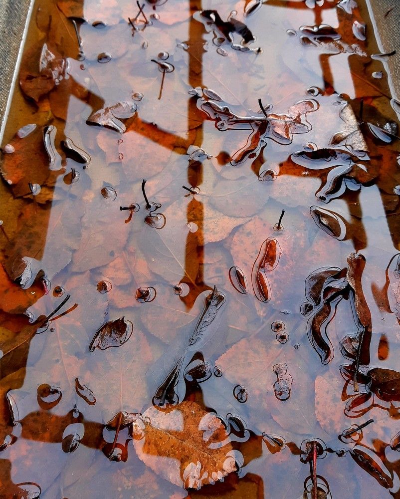 Отражение в луже с опавшими листьями