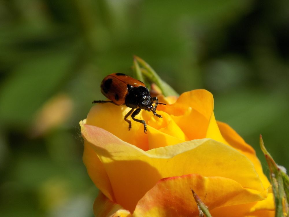 Фотография автора Станислав Рушкис