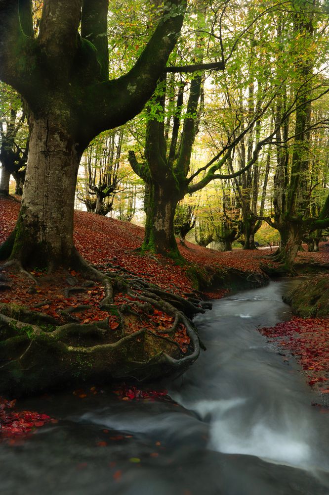 Photograph by Torres