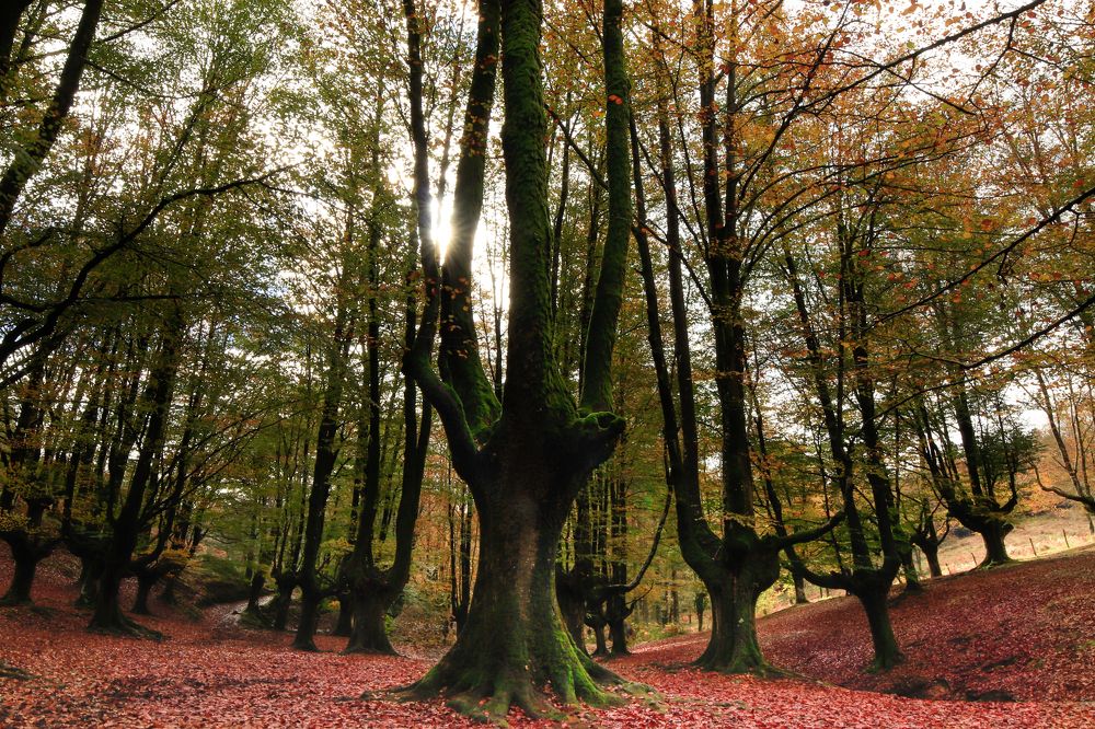 Photograph by Torres