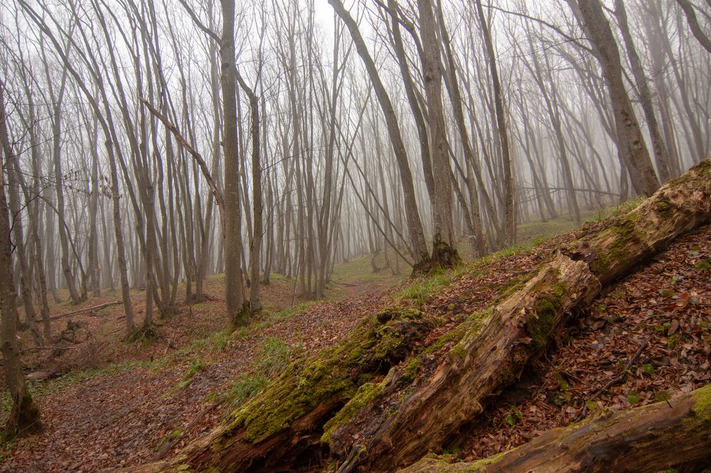 Photograph by Виталий Маслов