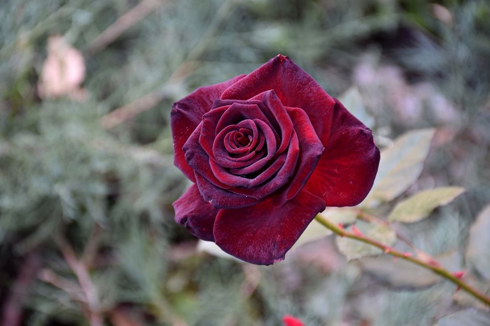 Photograph by Сошенко Эллина