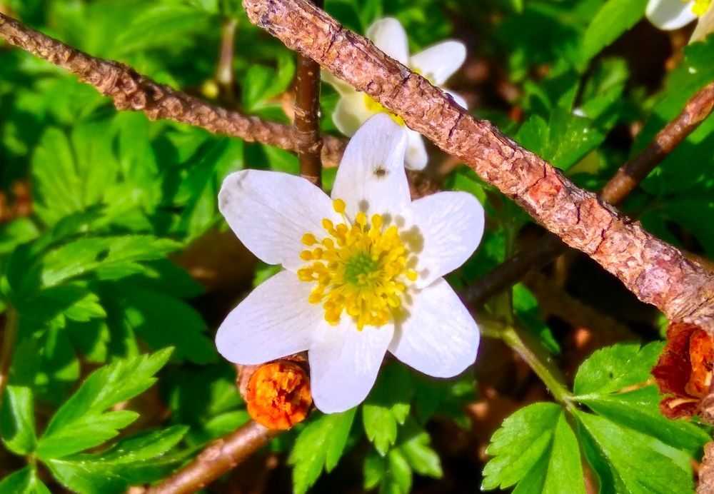 Фотография автора Анжелика Чашинская