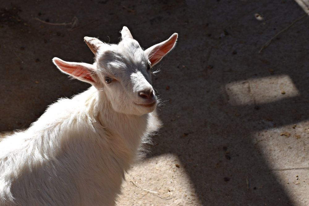 Животные в неволе