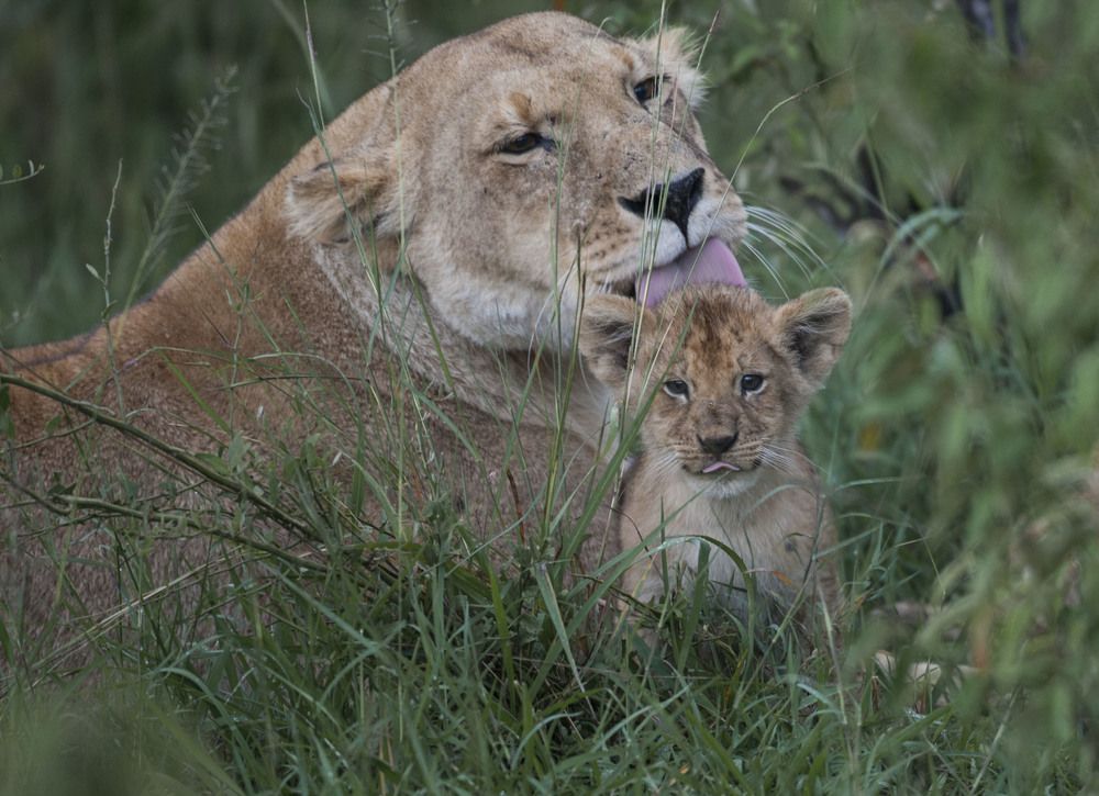 Фотография автора Oskars Smelins