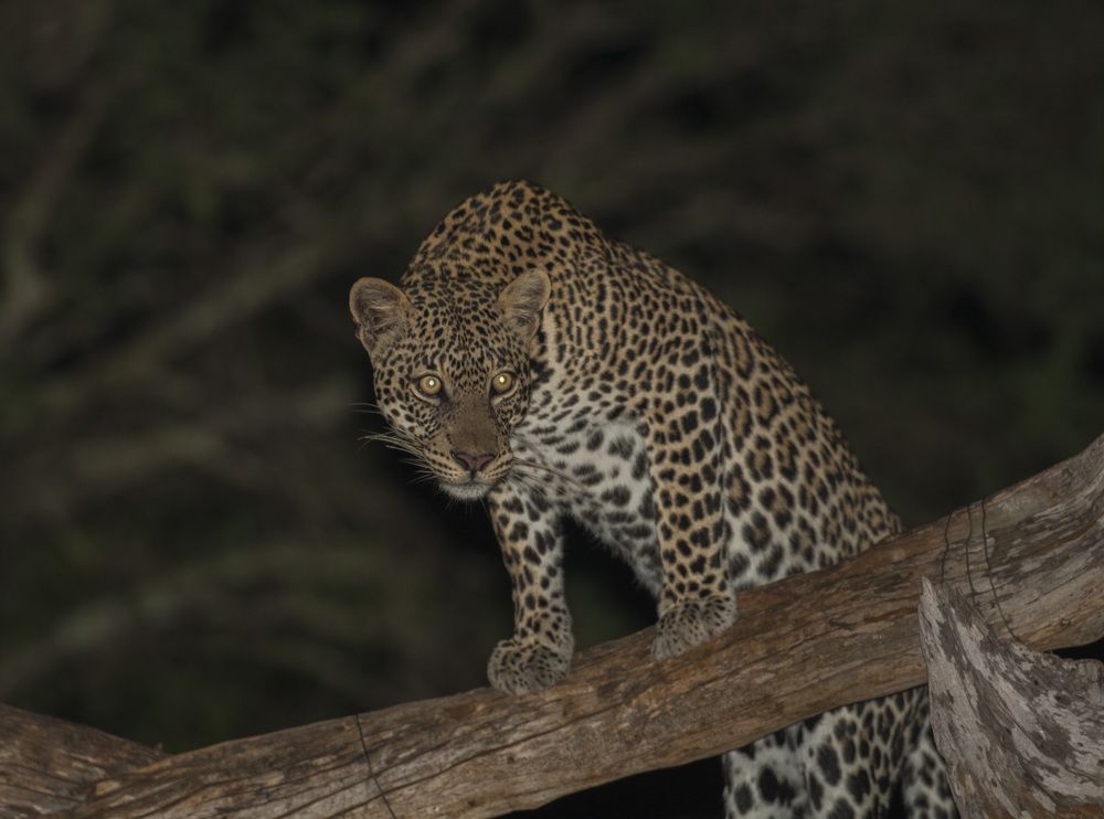 Фотография автора Oskars Smelins