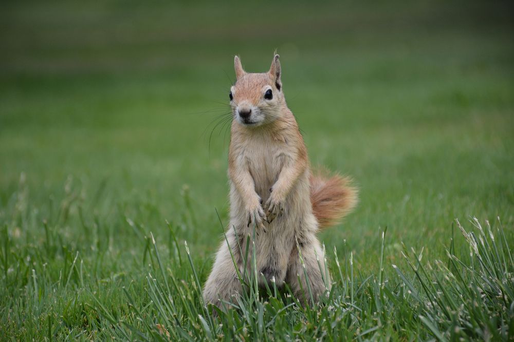 Photograph by Mohammad Amin Ghaffari