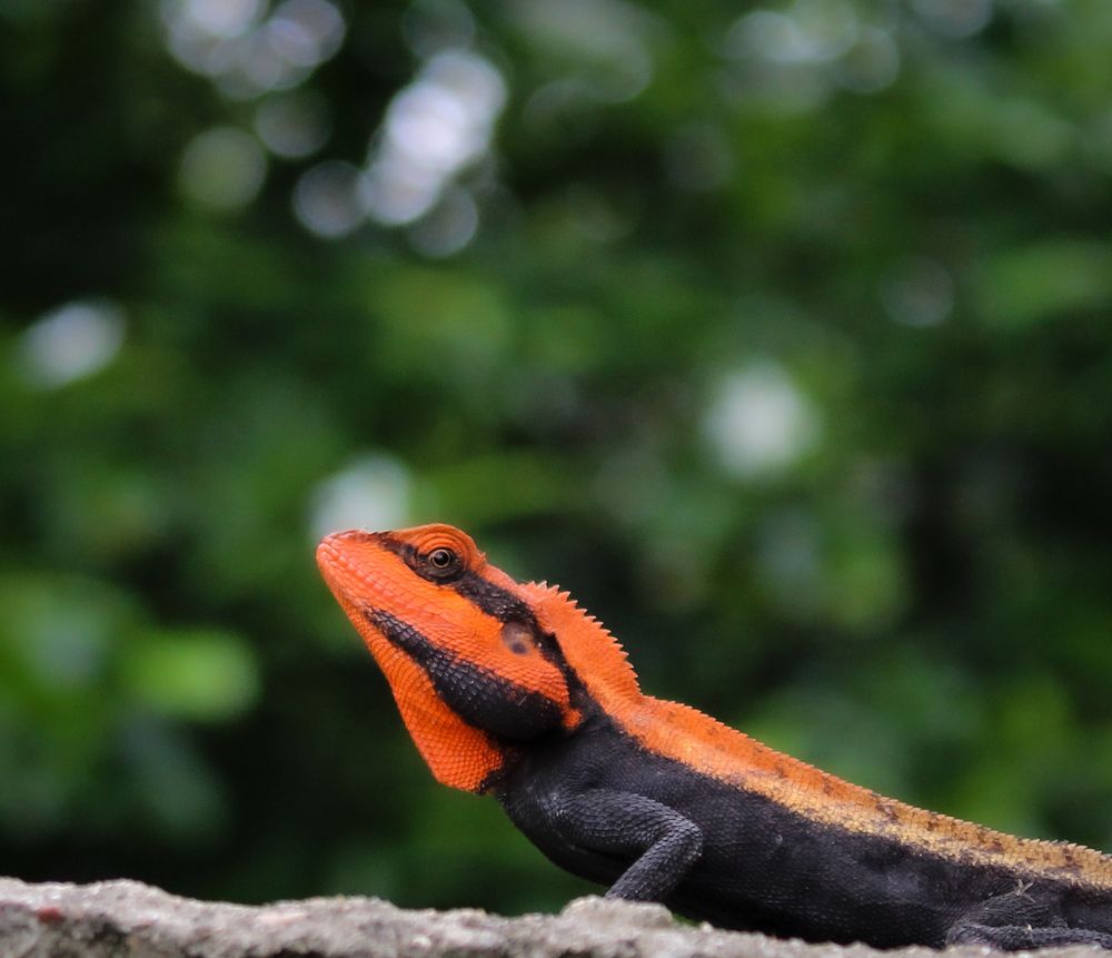 Фотография автора Aniket Layek